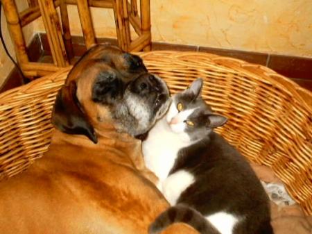 le chien de mois et la chatte